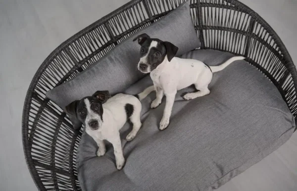 Lit design pour chien – PRADO